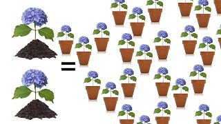 Tips for Rooting Hydrangeas  The Grumpy Gardener [upl. by Corwun]