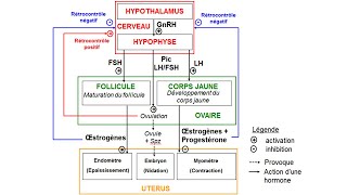 eSVT Schéma fonctionnel de la production dhormones chez la femme [upl. by Anaek897]