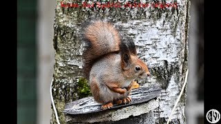 Белка октябрь 2024 Red Squirrel Sciurus vulgaris October 2024 [upl. by Markland940]