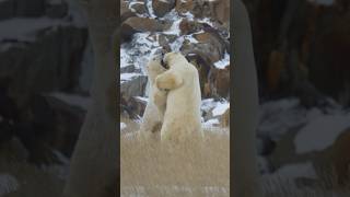 Polar bears fighting [upl. by Ydnih346]