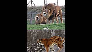 Barbary lion vs every tiger [upl. by Adlemy]