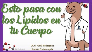 ¿Cómo se hace la DIGESTIÓN de LÍPIDOS  Digestión de Macronutrientes en Nutrición [upl. by Werbel104]