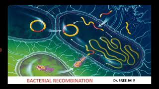 BACTERIAL RECOMBINATION [upl. by Roxy]