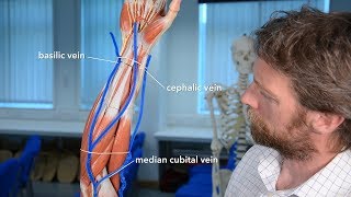 Veins of the upper limb [upl. by Delgado]