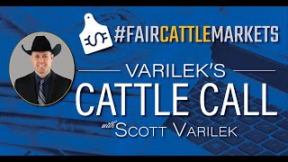 FairCattleMarkets Varileks Cattle Call  June 13 2024 [upl. by Epstein]