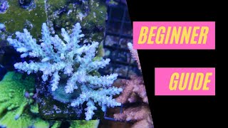 Introduction to SPS  Acropora Montipora Pocilloporidae [upl. by Demp]