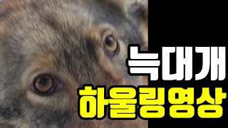 울프독카보늑대개의 하울링 Wolfdog Howling [upl. by Speroni]