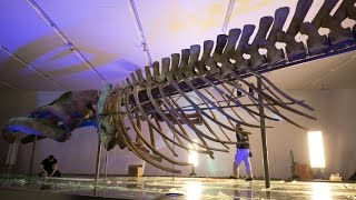 Video How a 90tonne blue whale carcass from Newfoundland ended up at the Royal Ontario Museum [upl. by Ennazor77]