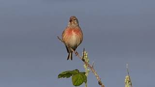 The Linnet and its song [upl. by Leanahtan418]