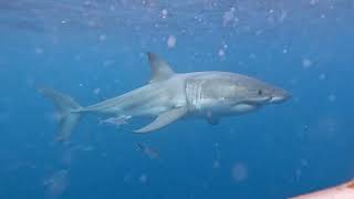 Shark cage diving  5th June 2024 [upl. by Delmor810]