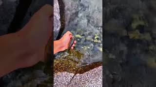 fishing trouts gilgitbaltistan lakelifeisthebestlife pakistan [upl. by Meris]