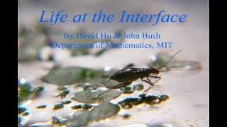 Life at the Interface [upl. by Ecyar]