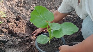 Atlantic giant pumpkin ลงปลูกแล้วฟักทองยักษ์ร้อยเอ็ด ฬุฬาสบายๆ [upl. by Yentyrb]