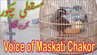 Maskati Chakor ki awaz  Layyah Birds paradise [upl. by Enyedy339]