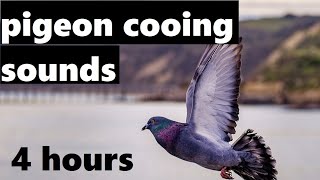 Sounds of Pigeons Cooing 4 hours [upl. by Grossman944]