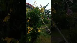 My Oncidium dancing lady😍malouthegardeneravlog728 oncidium bless beautiful [upl. by Mariam]