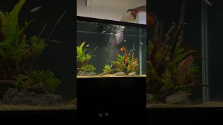 Adding Rummynose Tetras to the Discus Tank [upl. by Patrick77]