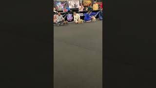 ABKC Nationals 2019 Champion French bulldog class [upl. by Aihsiym368]