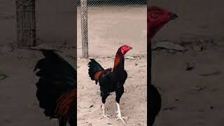 bhojpuri jathikollufarming birds pl like amp subscribe friends 👍👍 [upl. by Etteloc]