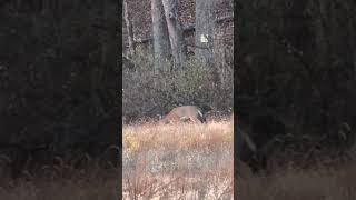 350 Legend vs Doe neck shot hunting riflehunting whitetail whitetaildeer outdoors sendit [upl. by Ellenuahs74]