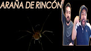 ARAÑA DE RINCÓN 🕷️☠️🕷️☠️ HERMANOS MEXICANOS REACCIONAN [upl. by Ailasor]