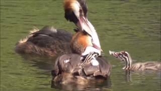 Great Crested Grebe parents feeding feathers to their young [upl. by Aramois]