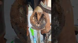 tiktok viral foryou farrier farrierlife farriersoftiktok horse hoof hoofcare satisfying [upl. by Eveam]