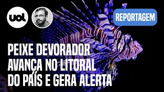 Peixeleão sem predador avança no Brasil invasão mais rápida da história diz cientista  Madeiro [upl. by Maximo38]