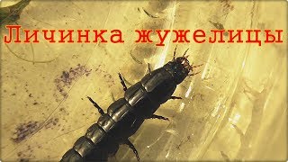 Личинка жужелицы латCarabidae [upl. by Jonell]