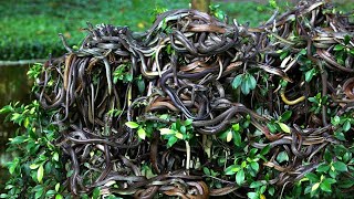 পৃথিবীর একমাত্র সাপের দ্বীপ  Snake Island In Brazil quotIlha da Queimada Grandequot [upl. by Enirehtac814]