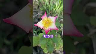 দোয়াটি পড়লে অথবা শুনলে জীবনের সমস্ত গুনাহ মাফ হয়ে যাবে ইনশাআল্লাহ islamicvideo new foryou dua [upl. by Dnomyaw]