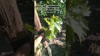 Different techniques for grafting grape branches through  spring summer and winter [upl. by Alyekahs528]