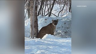 Idaho Fish amp Game euthanize two mountain lions in Blaine County [upl. by Eelytsirk]