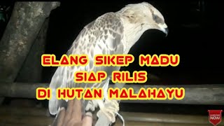 Burung Elang Sikep Madu [upl. by Oihsoy428]