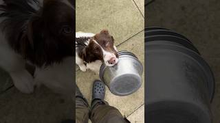 Springer Spaniel puppy helping tidy up the bowls after feeding gundogtraining puppy dogtraining [upl. by Alahc630]