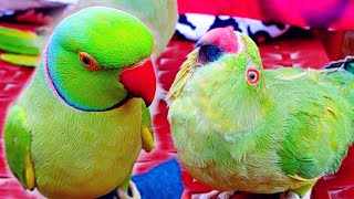 Indian Ringneck✨️Calling Mithu🍃 Female Parrot Mating Call🥀 [upl. by Treblih]