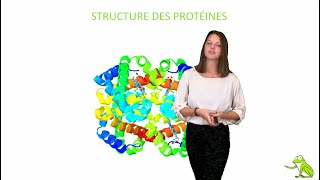 Structure des protéines [upl. by Belen]