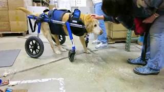 Dogs in Large Full Support4Wheel Walkin Wheels Wheelchair [upl. by Caty]