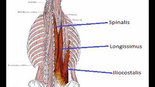 Two Minutes of Anatomy Erector Spinae AKA Paraspinals [upl. by Sinned127]