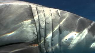 Irrigating Great White Shark Gills During Tagging [upl. by Gabor]