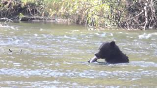 Big male grizzly bear happily eats a fish [upl. by Annahsar]