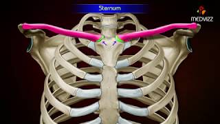 Gross Anatomy of Sternum  Osteology   Parts and Attachments [upl. by Fabiola]