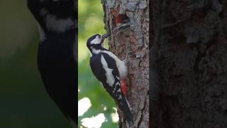 Buntspecht füttert seine Jungen specht woodpecker birds birdlovers shortsviral vogelnest [upl. by Ciredor898]