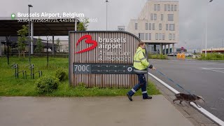 Animal Handling at Brussels Airport  dnata [upl. by Artiek]