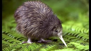 Kiwi  New Zealand Endemic Bird [upl. by Anert]