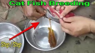 Desi Magur Fish Breeding Step by Step cat Fish Breeding [upl. by Cote]