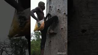 World Hardest Tree Climbing [upl. by Borer]