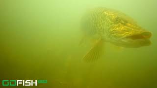 Otisco Lake Tiger Muskie underwater footage [upl. by Other424]