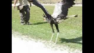 Serpentaire  Secretarybird Slow motion [upl. by Rehpitsirhc]