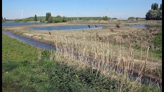 De Kuifeend natuurgebied Antwerpen vogelkijkhut Natuurpunt [upl. by Eidorb875]